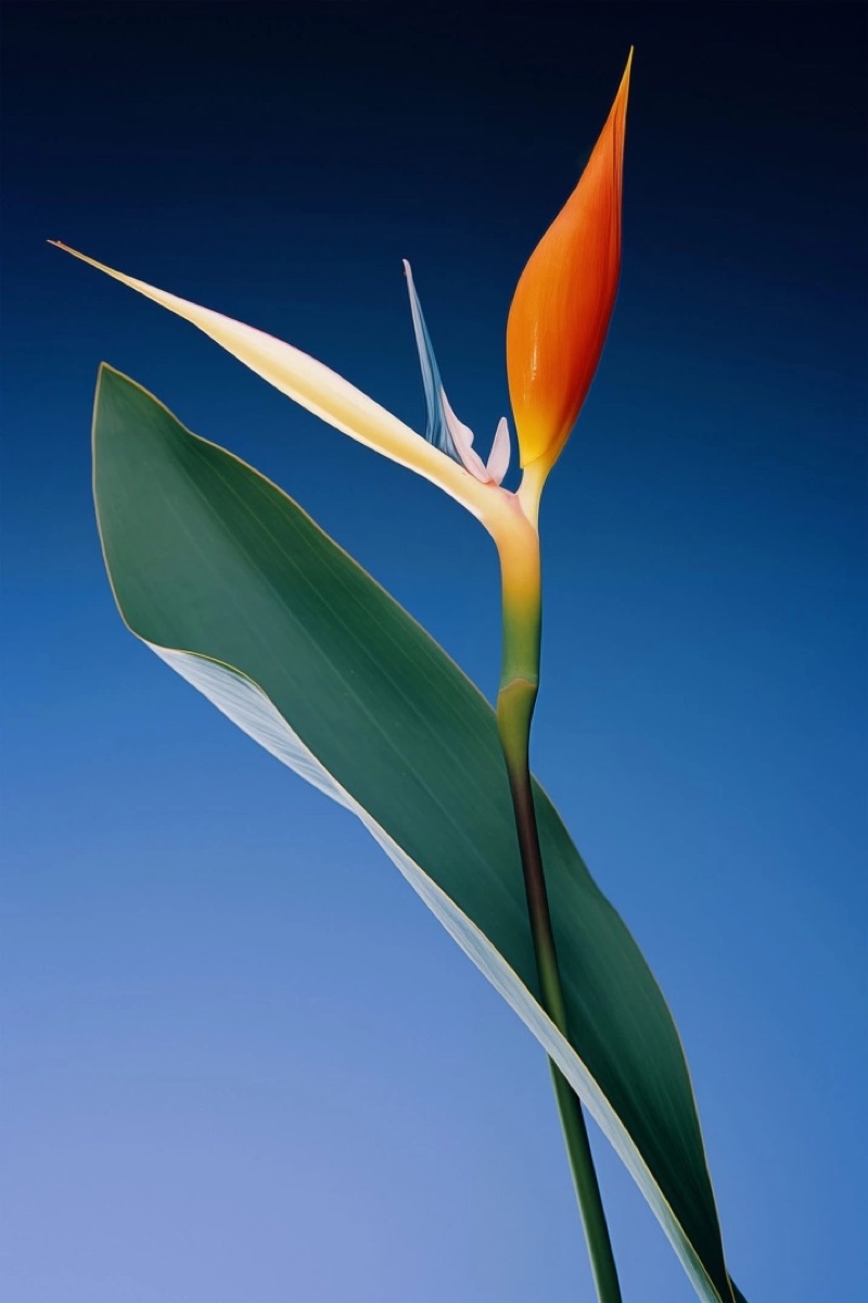 Bird of Paradise · by Felipe Rocha · bird of paradise, blue background, botanical study