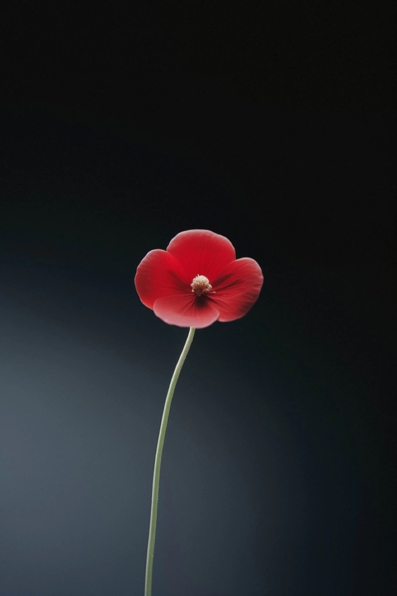 Single Red Flower · by Felipe Rocha · red flower, black background, single stem